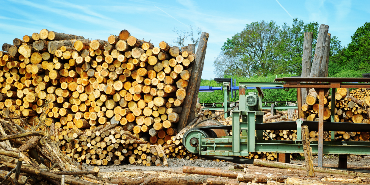 Large stacked pile of felled logs beside a sawmill conveyor, with woodland in the background.